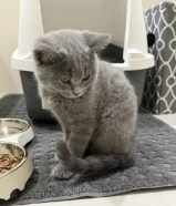 قطه سكوتش 3 شهور