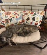 قطوه ((تبني))