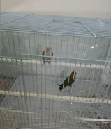 كناري ولوف بيرد للبيع