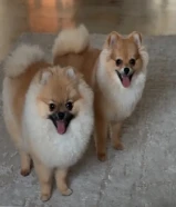 Pomeranians
