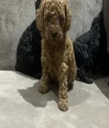 بودل اخر اثنين سود نثية وذكر ماخذين اول تطعيم العمر 48يوم