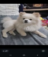 للبيع بومرينيان