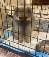 بيور نثية بومارنين