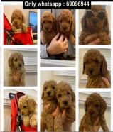 Toy poodle for sale, one and a half months old