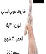 جميع انواع الذبايح55014715