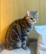 قطة للبيع شورت هير