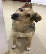 كلب للتبني