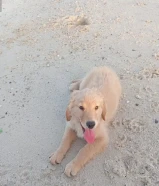 بيور pupy golden retreiver