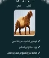 للبيع ذبايح شفالي ولاده الكويت51633568