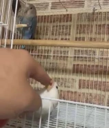 للبيع زوج لوف بيرد ربوه