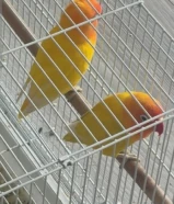 زوج فيشر مع الاكل والقفص ب 15 قابل للتفاوض