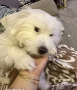 كلب ماليزر للتبني