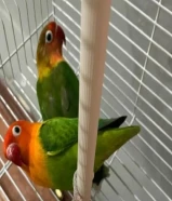 زوج فيشر للبيع مع القفص