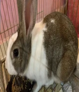 أرنب أليف و جميل و مميز للبيع اسمه (بو)