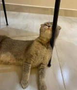 انثى ميكس اب سكوتش فولد وام شيرازيه