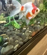 سمكة قولد فيش نادرة بألوان كوي (حجم كبير) Rare-Luxury Goldfish Koi colors