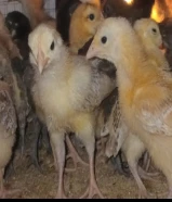 للبيع فروخ دجاج عربي انتاج مزرعة درة الجنوب العمر شهر واسبوعين جميع الألوان متوفره