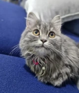 للتنبني قط ذكر بلدي مطعم مع دفتر التطعيمات قط انثى شيرازي رمادي مطعم قط ذكر شيرازي ابيض في بيج999648XX