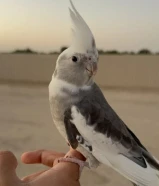 ذكر كروان ضايع ب الرقه تناديه يجيك بس قوله تعال