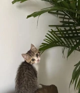 قطو لتبني موجوده تطيعماته لتواصل واتس