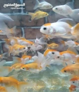 oranda gold fish