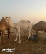 قعدان سمان للبيع ماشاءالله التواصل واتساب