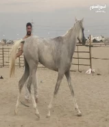 للبيع حصان عمر سنتين شرط التحويل