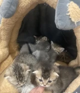 للبيع قطاوه اسكوج فولد