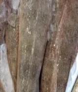 متوفرجميع الاسماك الفرش الكويتي