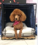 Mini poodle, pure Ukrainian male.