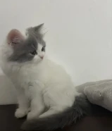 قط شيرازي تركي ذكر