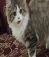 قط للتبني، ذكر