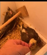 للبيع فروخ كروان عس