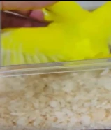 طير حب للبيع