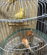 طيور كنار سوري للبيع