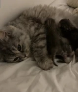 تبني قط وعيالها650380X