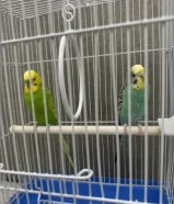 للبيع طيور البادجي او طيور الحب سوري