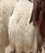 للبيع ذبايح وتيوس محليه