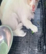 جلاب للبيع ذكر ونثيه معا جوازهم وشغلهم50025588