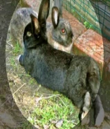 للبيع زوج أرنب الي يبي الصور يكلمني خاص