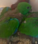 فروخ اكلكتس كوكاتو