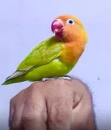 Hand Tamed lovely Fischer birds pair