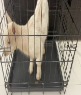 تـيـس تـشيكـي