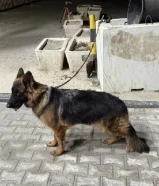 جيرمن شو لاين لونق هير