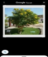 صيانه الحدائق وزراعه التيل وتركيب كربستون