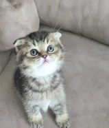 كيتن سكوتش فولد