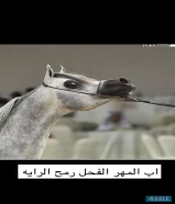 للبيع خيل