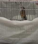 حسون سوري. تغريد