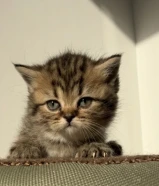 للبيع قطط برتش قولدن NY11 و برتش لونق