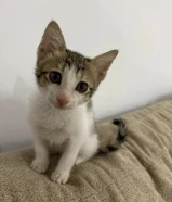 قطوه للتبني